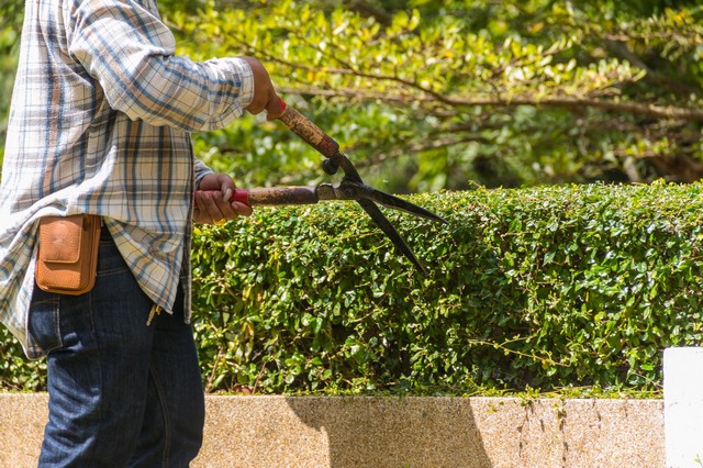 Garden Maintenance Molesey, East Molesey, West Molesey, KT8